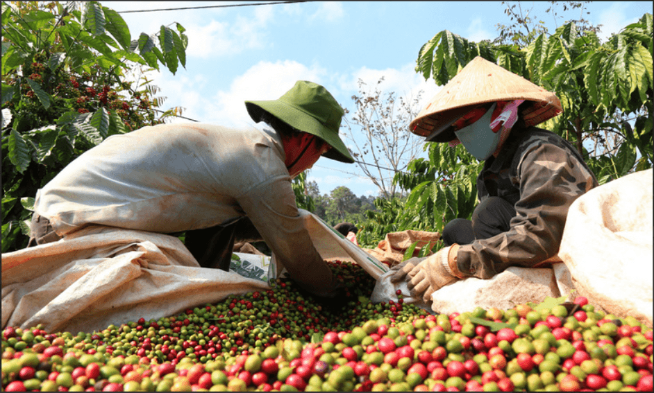 Nông nghiệp Việt Nam: Số liệu thống kê chính, xu hướng và điểm nổi bật xuất khẩu