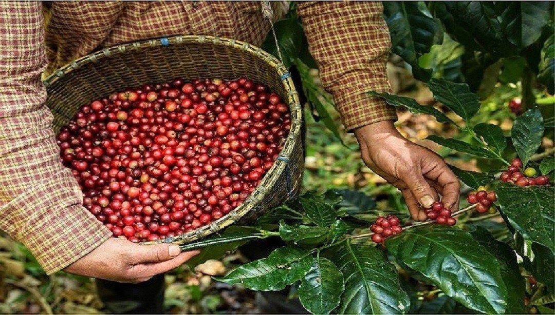 Nông nghiệp Việt Nam năm 2025: Xuất khẩu, Thách thức & Xu hướng ngành