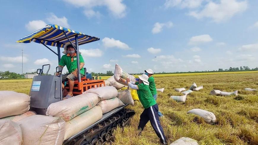 Cần có chiến lược dài hạn để duy trì vị thế xuất khẩu nông sản