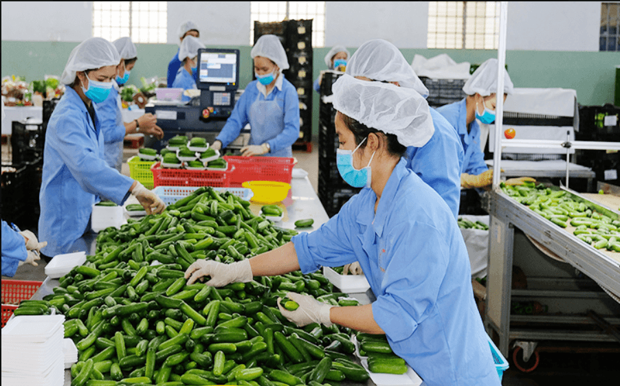 Xuất khẩu nông sản Việt Nam sang Mỹ tháng 7 năm 2025: Tăng trưởng bền vững giữa những thách thức thương mại