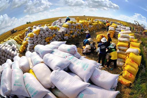 Xuất khẩu nông sản Việt Nam sang Trung Quốc tháng 7 năm 2025: Mở rộng kênh chính thức trong bối cảnh thách thức về chất lượng và thị trường.