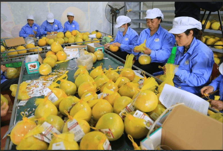 Xuất khẩu nông sản Việt Nam sang Liên minh châu Âu tháng 7 năm 2025: Vượt qua tăng trưởng và thách thức