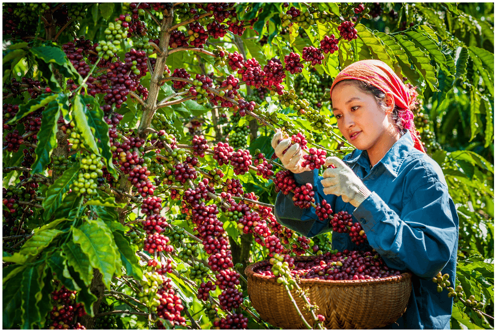 Kim ngạch xuất khẩu nông lâm thủy sản của Việt Nam trong 8 tháng đầu năm 2025 đạt hơn 45 tỷ USD, tăng 12%.