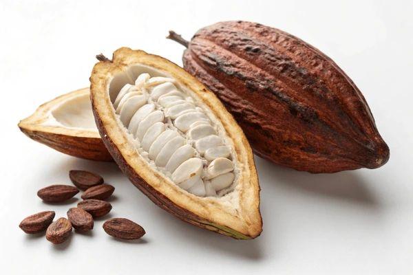 Cacao