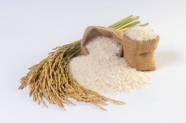 Rice