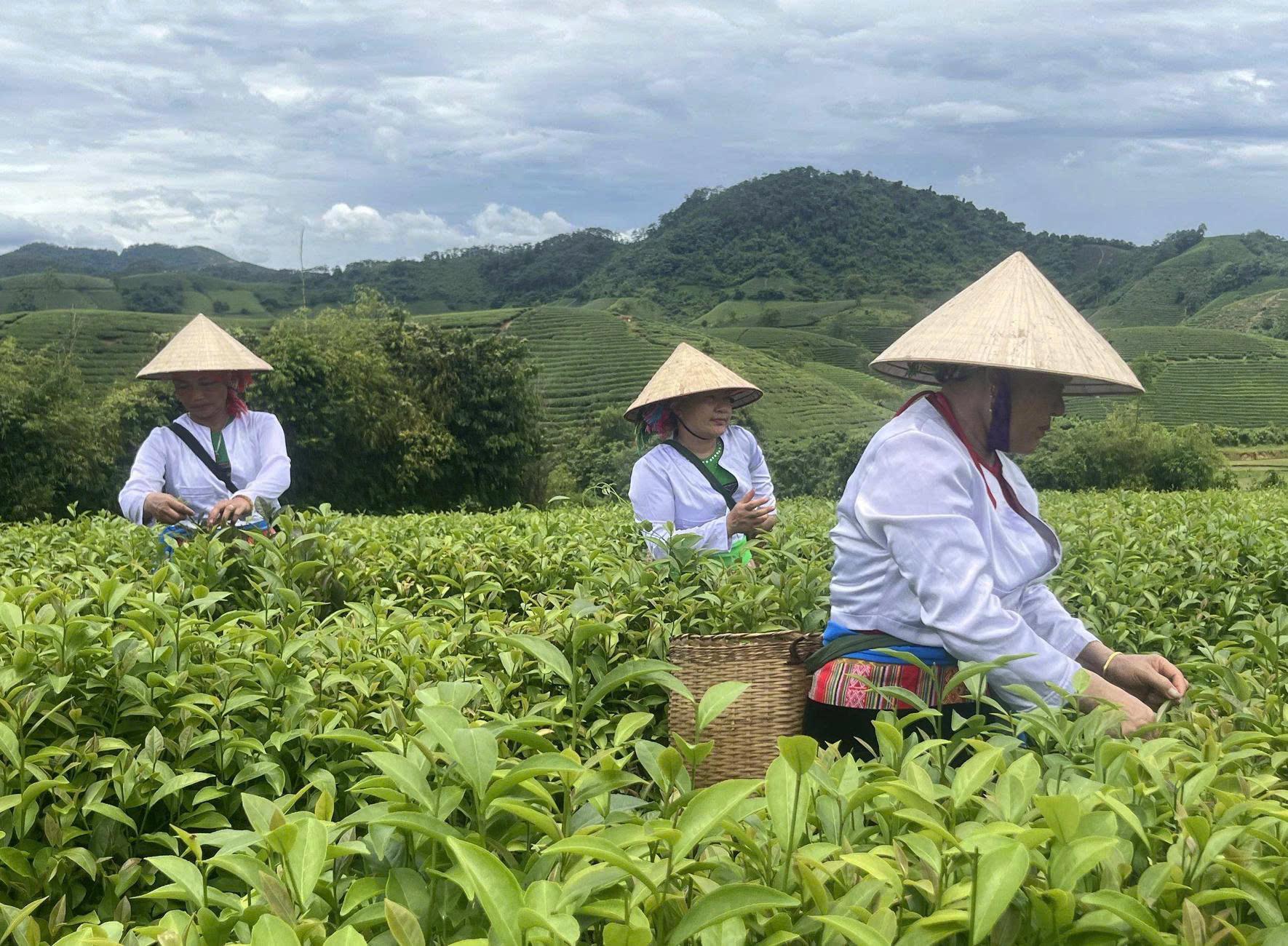 Tuyen Muoi Long Coc Cooperative shows sustainable development is about more than just the environment