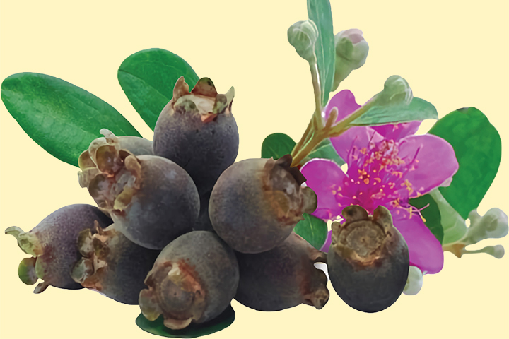 Bui Van Chuan Household Business | Hộ kinh doanh Bùi Văn Chuẩn