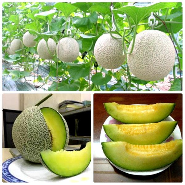 Tan Minh Duc Cooperative | Hợp tác xã Tân Minh Đức