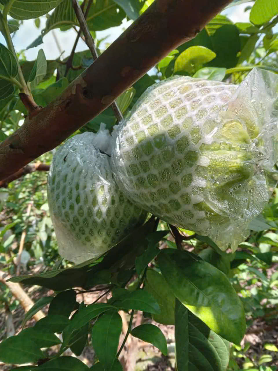 Tieu Xa Guava Production Group | Tổ sản xuất ổi thôn Tiêu Xá